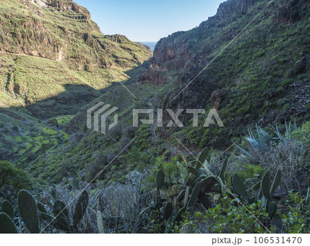 Scenic landscape at hiking trail through Barranco de Guarimiar Gorge. Green mountain canyon slopes with palm trees and succulent vegetation. La Gomera, Canary Islands, Spain, Europe. 106531470