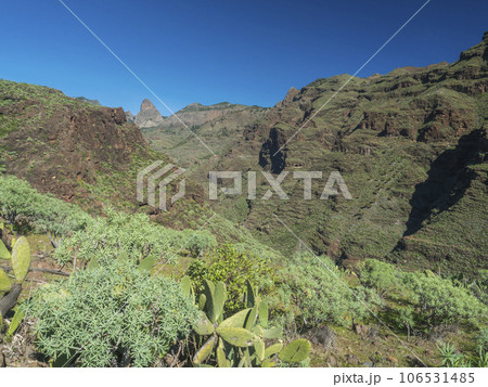 Scenic landscape at hiking trail through Barranco de Guarimiar Gorge. Green mountain canyon slopes with palm trees and succulent vegetation. La Gomera, Canary Islands, Spain, Europe. Scenic landscape at hiking trail through Barranco de Guarimiar Gorge. Green mountain canyon slopes with palm trees and succulent vegetation. La Gomera, Canary Islands, Spain, Europe. 106531485