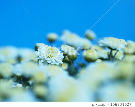 青空に咲く菊の花 106531627