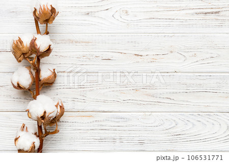 Autumn Floral composition. Dried white fluffy cotton flower branch top view on colored table with copy space 106531771