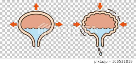 膀胱的插圖 膀胱的插圖 106531819