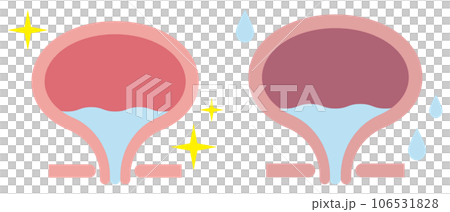 Illustration of the bladder 106531828
