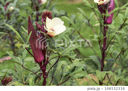 紅オクラ(赤オクラ)の花と実 紅オクラ(赤オクラ)の花と実 106532338