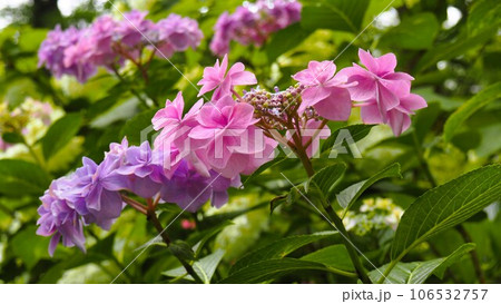 あじさい園にてピンク色と薄紫色のお花 あじさい園にてピンク色と薄紫色のお花 106532757