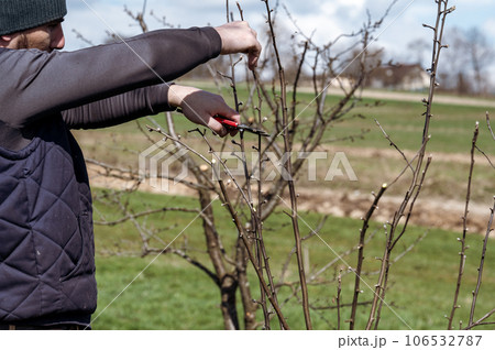 Spring formative pruning of the tree and formation of the tree crown. 106532787