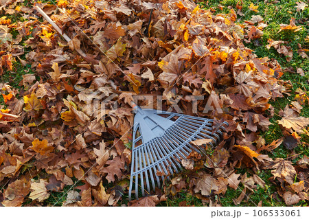 Plastic fan rake on pile of dry golden leaves in autumn season. View from above of raked leaves with leaf rake on top, on park grass lawn at sunny morning. Seasonal work, routine, autumn concept. 106533061