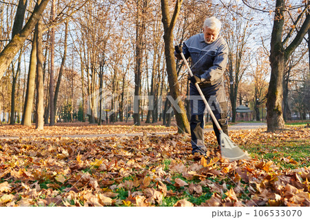 Municipal male worker in age using fan rake to gather fallen leaves in autumn. Low angle view of gray haired man in workwear raking leaves, cleaning park alleys at sunny day. Concept of seasonal work. 106533070