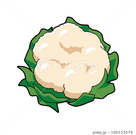 カリフラワー イラスト カリフラワー イラスト 106533079