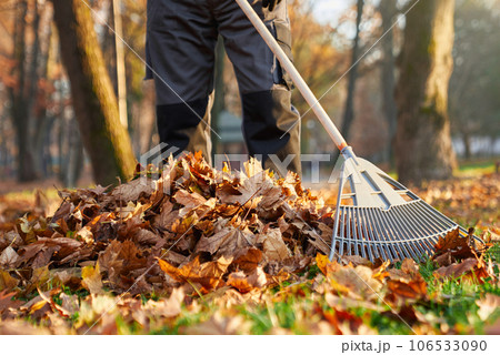 Unrecognizable man wearing uniform raking fallen leaves at beautiful sunny day. Crop view of male worker removing dry golden leaves, cleaning grass lawn in city park. Concept of seasonal work. 106533090