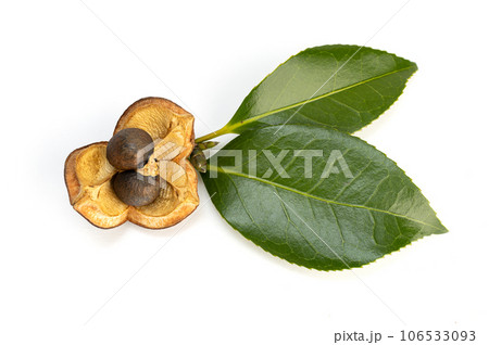 Camellia nut with seeds isolated on white background 106533093