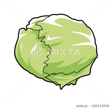 レタス　イラスト 106533099