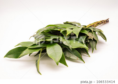 榊（サカキ） 106533414