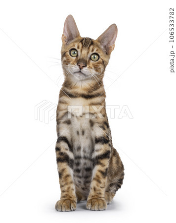 Bengal cat kitten on white background 106533782