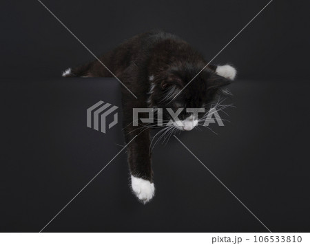 Maine Coon cat on black background Maine Coon cat on black background 106533810