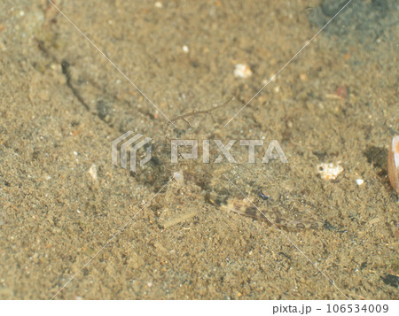 砂に隠れるコチ 106534009