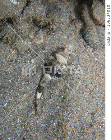 砂に隠れるコチ 106534010