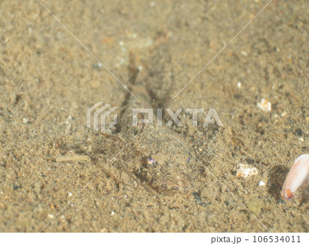 砂に隠れるコチ 106534011