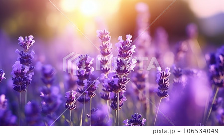 Sweet beautiful lavender flower field with bokeh background. 106534049
