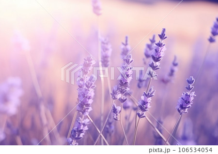 Sweet beautiful lavender flower field with bokeh background. Sweet beautiful lavender flower field with bokeh background. 106534054