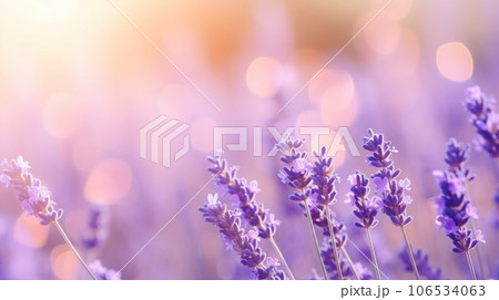 Sweet beautiful lavender flower field with bokeh background. 106534063