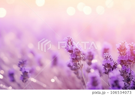 Sweet beautiful lavender flower field with bokeh background. Sweet beautiful lavender flower field with bokeh background. 106534073