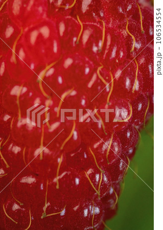 closeup shot of raspberry texture 106534554
