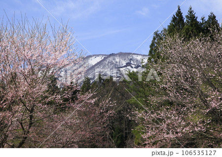 釜の越桜付近の桜と残雪の山々 106535127