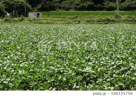 福岡県みやま市の青々とした8月の大豆畑 106535756