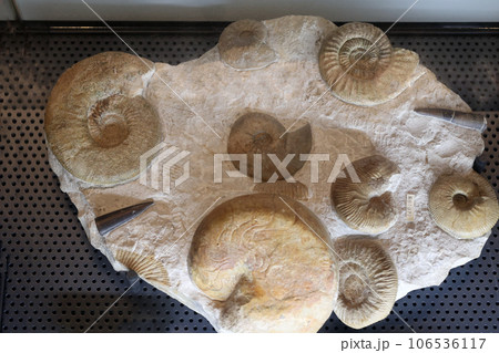 アンモナイト アンモナイト 106536117