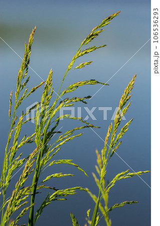 Meadow grass meadow with the tops of stele panicles. Poa pratensis green meadow european grass 106536293