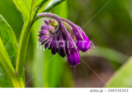 In the meadow, among wild herbs the comfrey Symphytum officinale is blooming 106536301