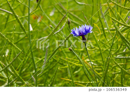 the blue cornflower centaurea cyanus is an edible plant the blue cornflower centaurea cyanus is an edible plant 106536349