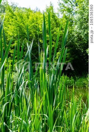 typha wildplant at pond, Sunny summer day. Typha angustifolia or cattail 106536360