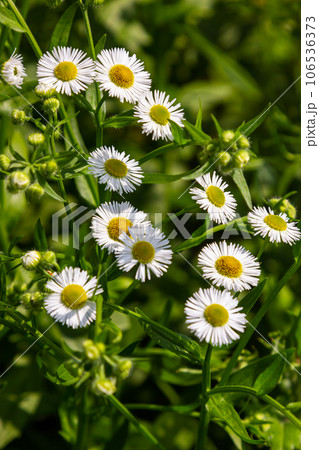 Erigeron annuus known as annual fleabane, daisy fleabane, or eastern daisy fleabane 106536373