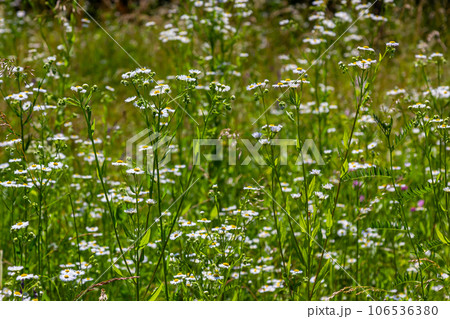 Erigeron annuus known as annual fleabane, daisy fleabane, or eastern daisy fleabane 106536380