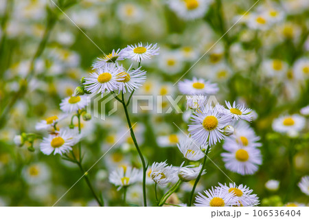 Erigeron annuus known as annual fleabane, daisy fleabane, or eastern daisy fleabane Erigeron annuus known as annual fleabane, daisy fleabane, or eastern daisy fleabane 106536404
