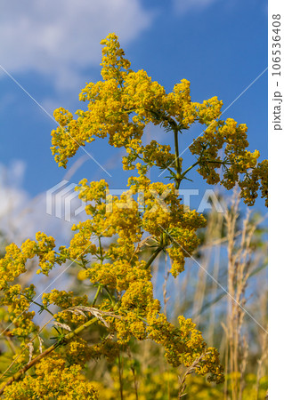Galium verum, lady's bedstraw or yellow bedstraw low scrambling plant, leaves broad, shiny dark green, hairy underneath, flowers yellow and produced in dense clusters Galium verum, lady's bedstraw or yellow bedstraw low scrambling plant, leaves broad, shiny dark green, hairy underneath, flowers yellow and produced in dense clusters 106536408