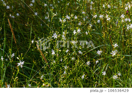 Fragile white and yellow flowers of Anthericum ramosum, star-shaped, growing in a meadow in the wild, blurred green background, warm colors, bright and sunny summer day 106536429