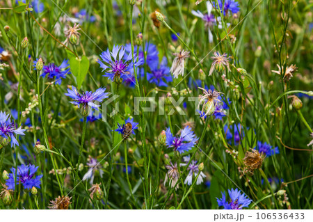 the blue cornflower centaurea cyanus is an edible plant the blue cornflower centaurea cyanus is an edible plant 106536433