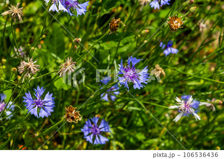 the blue cornflower centaurea cyanus is an edible plant the blue cornflower centaurea cyanus is an edible plant 106536436