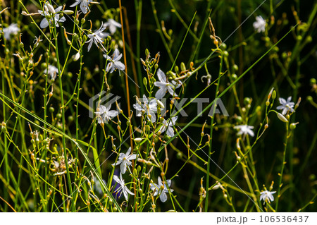 Fragile white and yellow flowers of Anthericum ramosum, star-shaped, growing in a meadow in the wild, blurred green background, warm colors, bright and sunny summer day 106536437