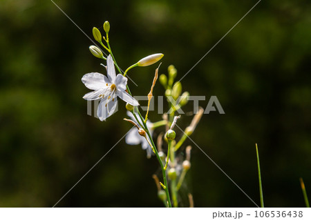 Fragile white and yellow flowers of Anthericum ramosum, star-shaped, growing in a meadow in the wild, blurred green background, warm colors, bright and sunny summer day 106536438