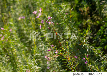 Pink Flowering Chamerion Dodonaei Alpine Willowherb Plant Pink Flowering Chamerion Dodonaei Alpine Willowherb Plant 106536448