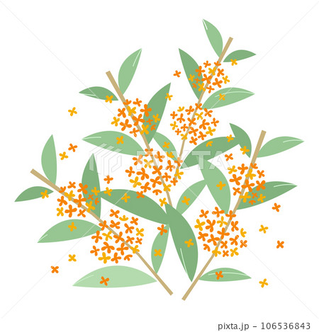 金木犀の花のイラスト素材（キンモクセイ・きんもくせい） 106536843