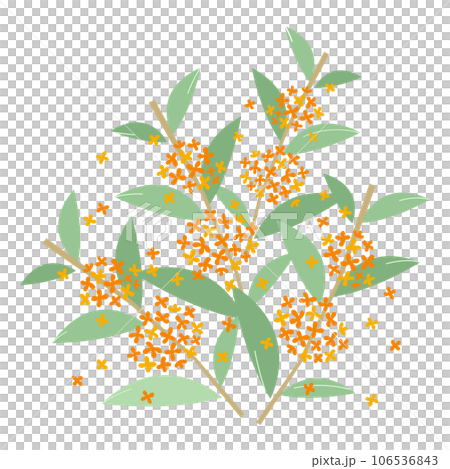 金木犀の花のイラスト素材（キンモクセイ・きんもくせい） 106536843