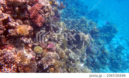 coral reef in Egypt, Makadi Bay coral reef in Egypt, Makadi Bay 106536896
