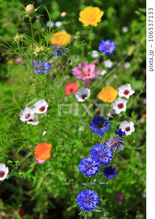 nice meadow flowers texture nice meadow flowers texture 106537133