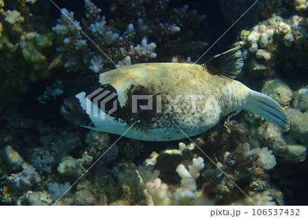 The masked puffer, Arothron diadematus fish 106537432