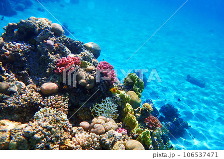 coral sea in the egypt coral sea in the egypt 106537471