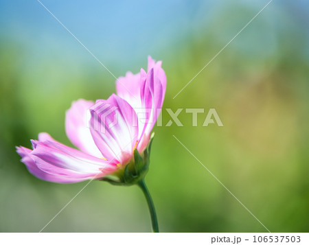 コスモスとコピースペース 106537503